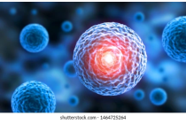 現代の生物分類
